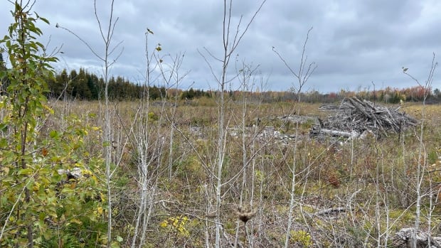 Wetland in west Ottawa lost status after land was cleared [Video]