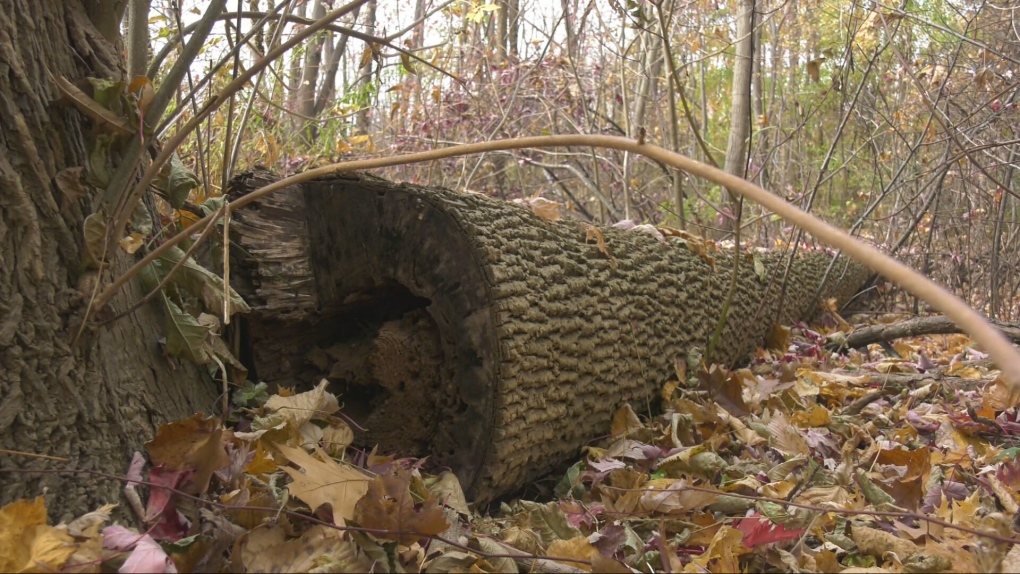 Over 1,000 ash trees set to be cut on Montreal’s Nuns’ Island [Video]