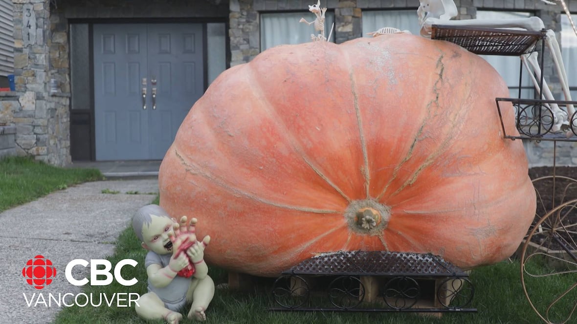 Oh my gourd! Inside the world of competitive pumpkin growing [Video]