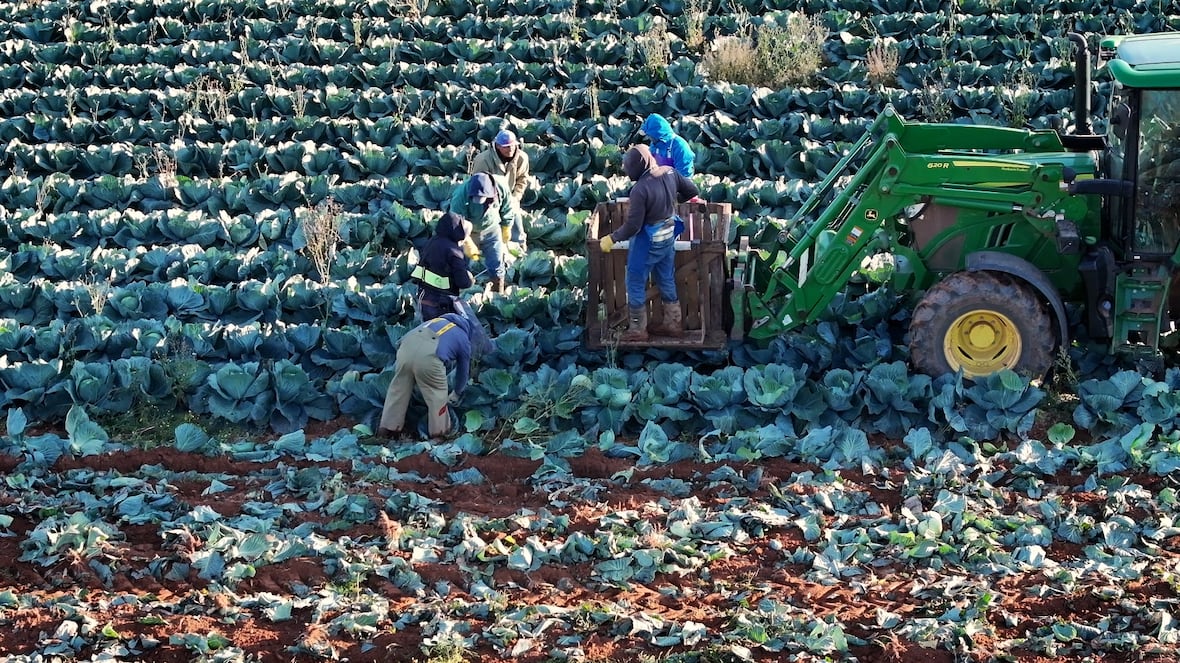 Crops, crops everywhere on P.E.I.  now farmers are scrambling to find a place to put them [Video]