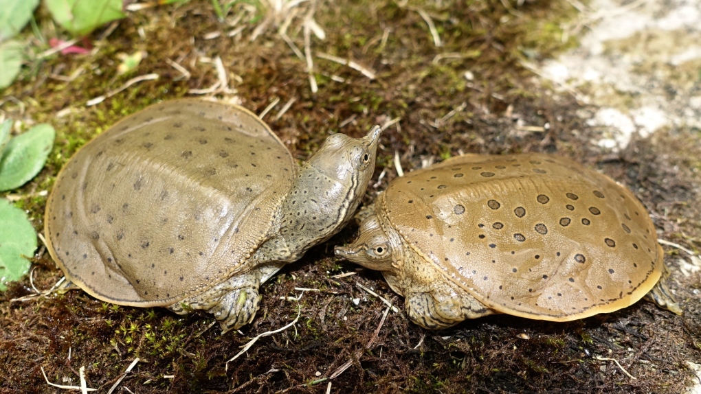 These are the most Canadian animals, according to one study [Video]