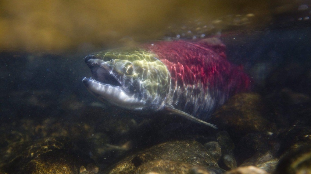 B.C. groups lose bid to stop Alaskan fishery’s sustainable certification [Video]