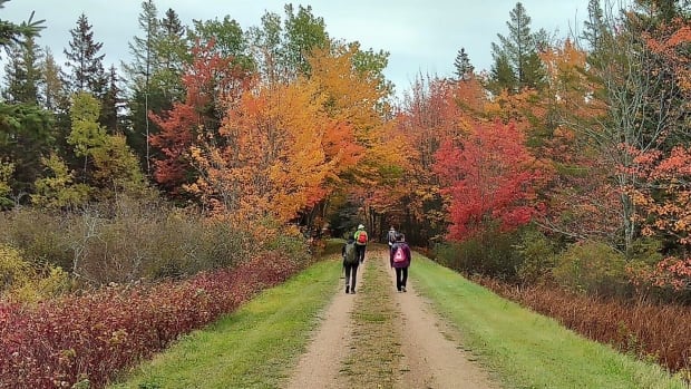 ‘A real gem’: Report outlines what the future could hold for P.E.I.’s Confederation Trail [Video]