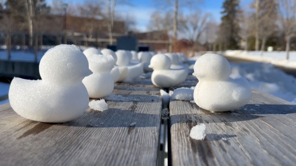 Snow duck merch on sale to support Calgary students [Video]