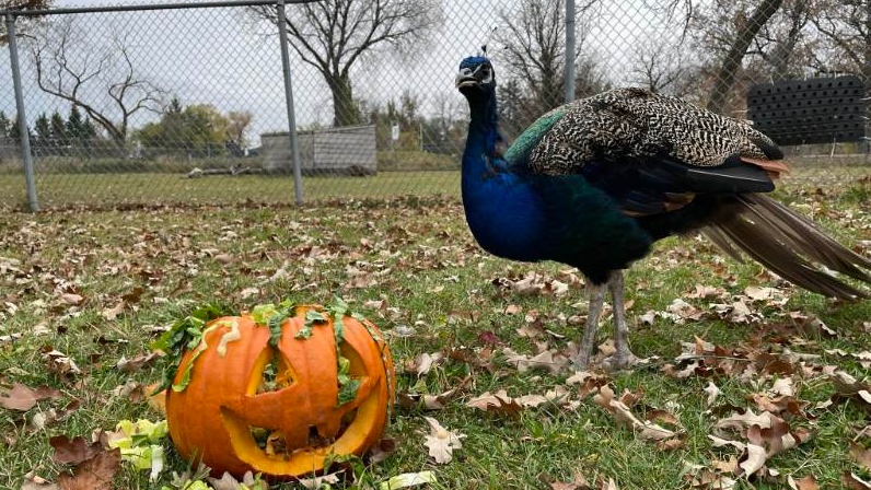 Assiniboine Park Zoo animals celebrate Halloween [Video]