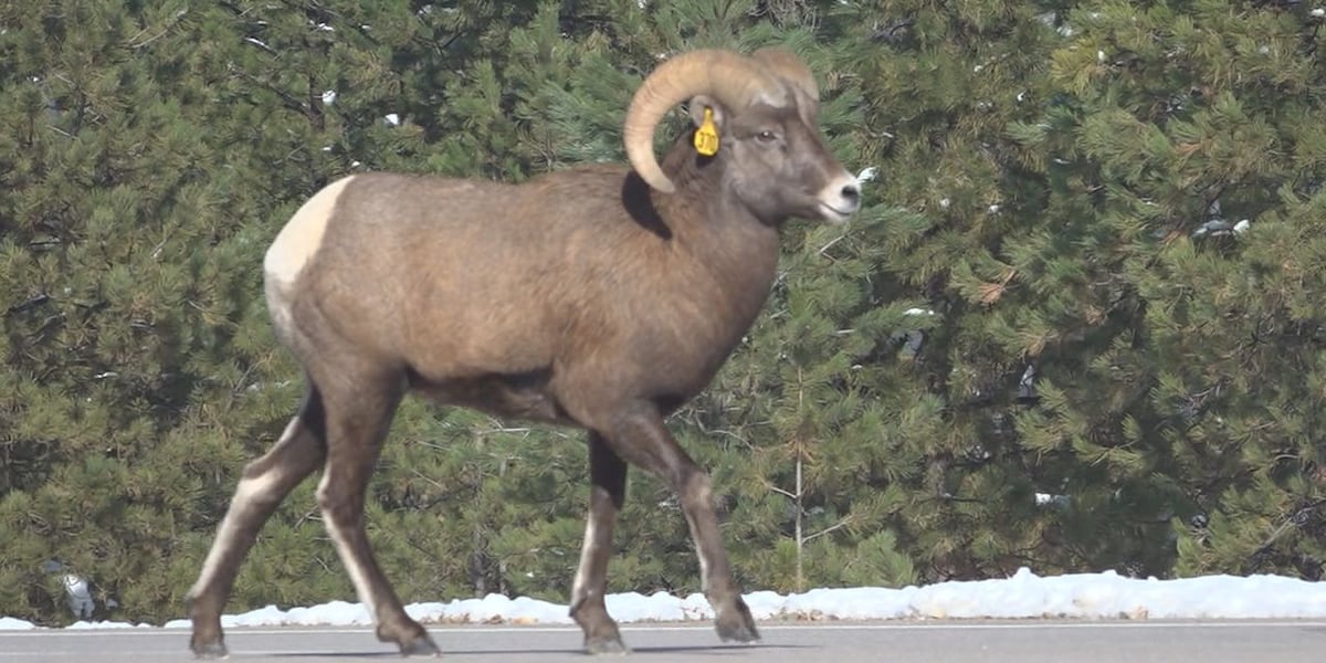 Bighorn sheep stirs up traffic in Deadwood area [Video]