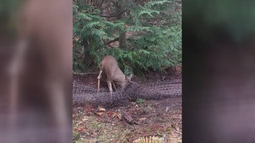 Sidney Island residents aghast as 6 deer caught in temporary netting [Video]