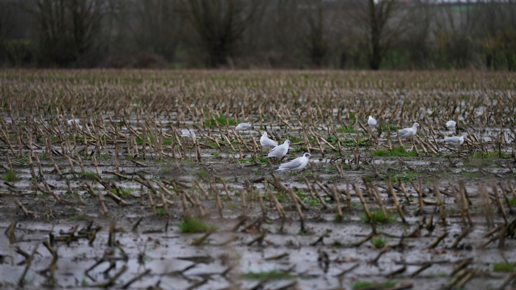 Bird flu outbreak 2024: EU data 