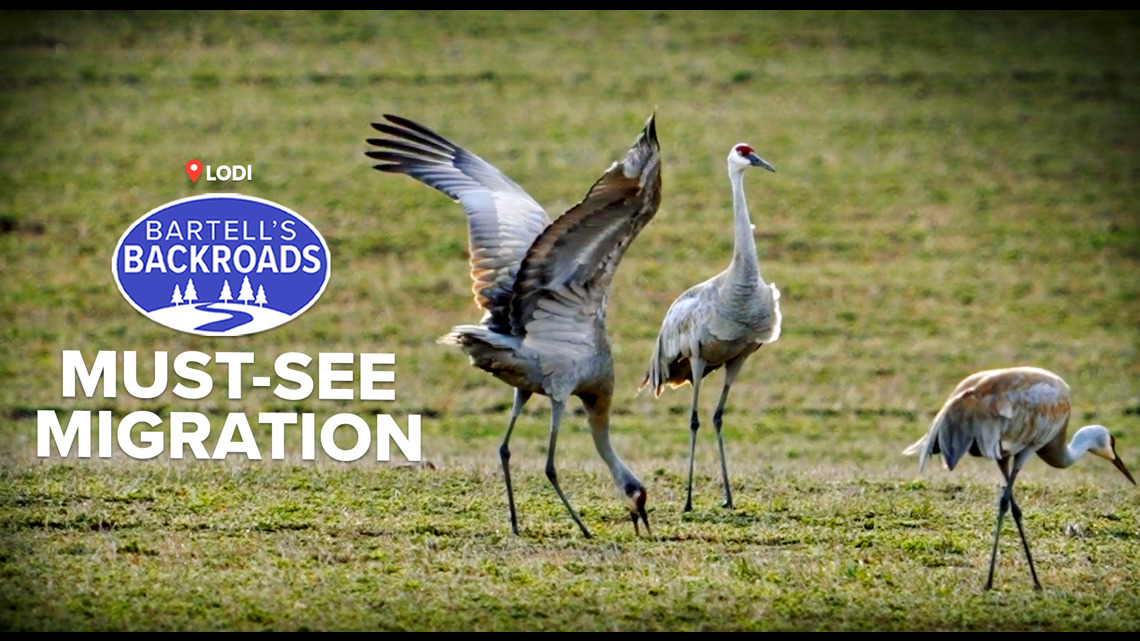 Sandhill cranes flock to Sacramento Valley [Video]