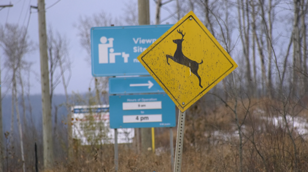 Winter driving warning: Increased deer activity prompts caution for Peace Region drivers [Video]