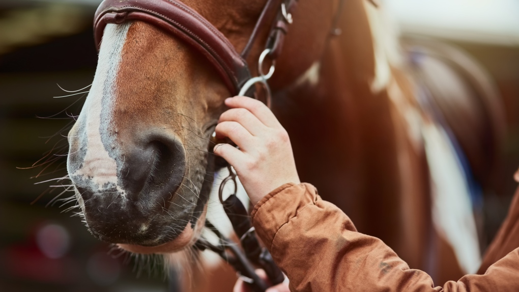 Horse trainer suspended for 10 years after horse allegedly tests positive for performance-enhancing drug [Video]