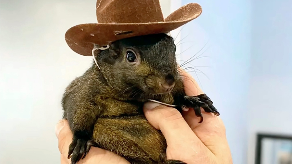 Social media star squirrel euthanized after being seized in New York [Video]