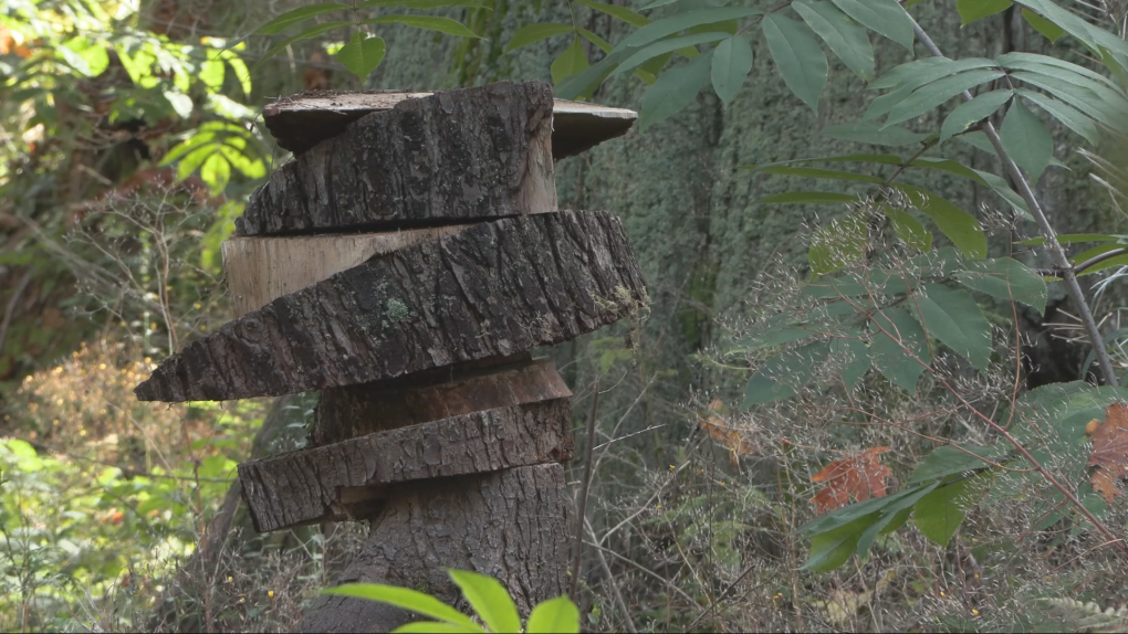 Stanley Park seawall to close for tree removal [Video]