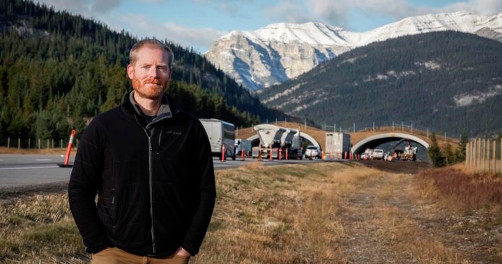 Red patches on the road: Alberta wildlife corridors reduce animal-car collisions [Video]