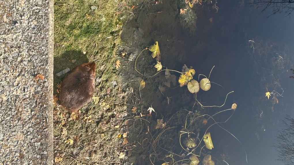 Rideau Canal: Beaver stuck along water safely rescued [Video]