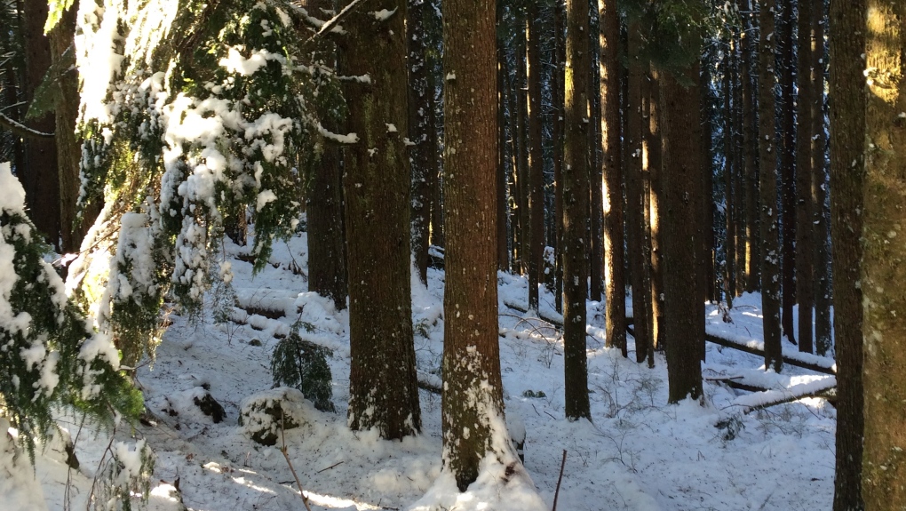 North Vancouver backcountry trails closed for the winter [Video]