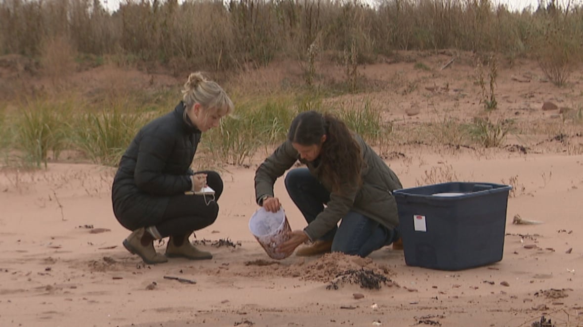 Why P.E.I. scientists are studying a population of tiny beach creatures crushed by Fiona [Video]