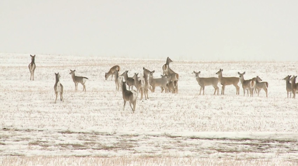 Regina weather: Snow expected Tuesday night [Video]