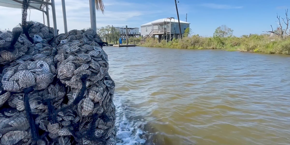 Theyre alive! Oyster shells recycled from restaurants lead to living reefs [Video]