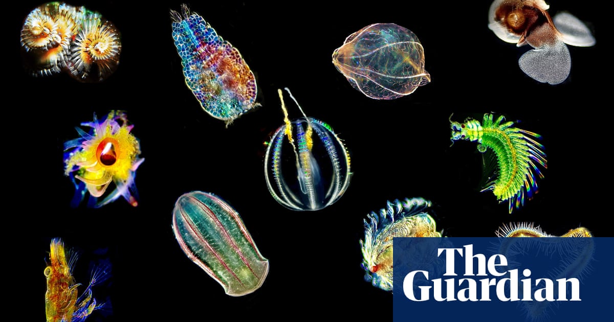 Sea angels and devils: could plankton unlock the secrets of human biology? | Marine life [Video]