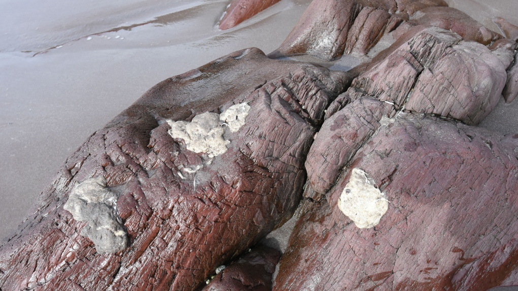 Mystery Newfoundland beach blobs identified [Video]