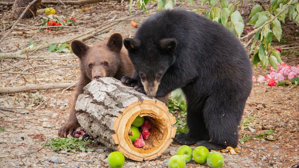 Orphaned black bear cubs released in Alberta [Video]