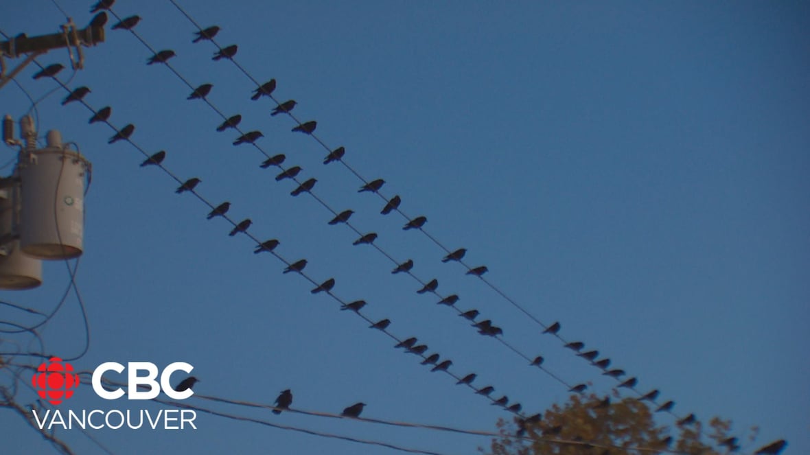 Why crows fly to Burnaby every evening [Video]