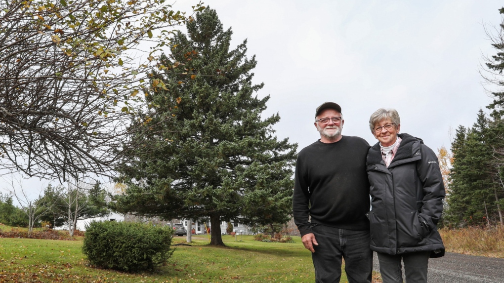 Nova Scotia prepares Christmas Tree for Boston [Video]