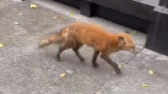 Fox spotted downtown Montreal | CTV News [Video]