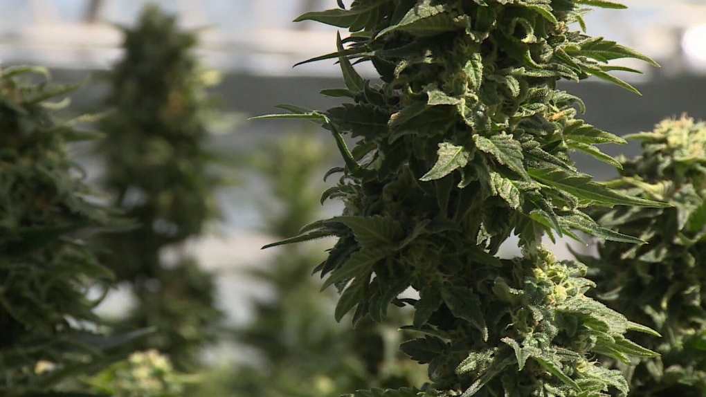 Winnipeg bylaw put end to large medical marijuana grow-ops [Video]