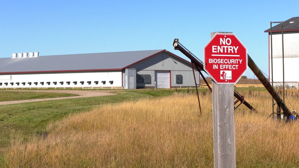 Avian flu: inside Canada’s chaotic response [Video]