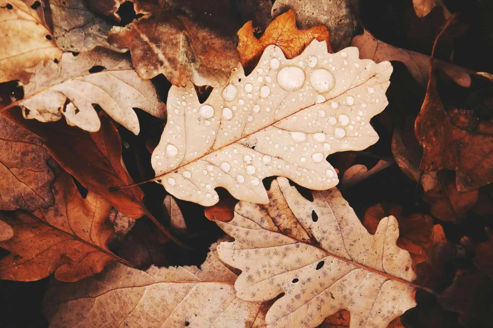 Colder, rainy weather forecast this weekend in southern Ontario [Video]