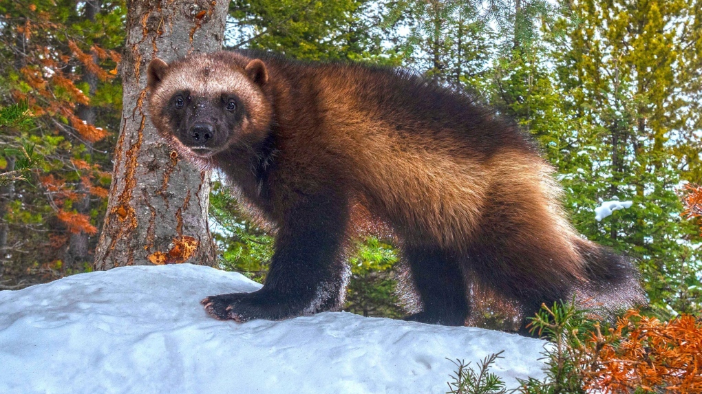 Trapping limits lifted so data can be gathered: Alta. government [Video]