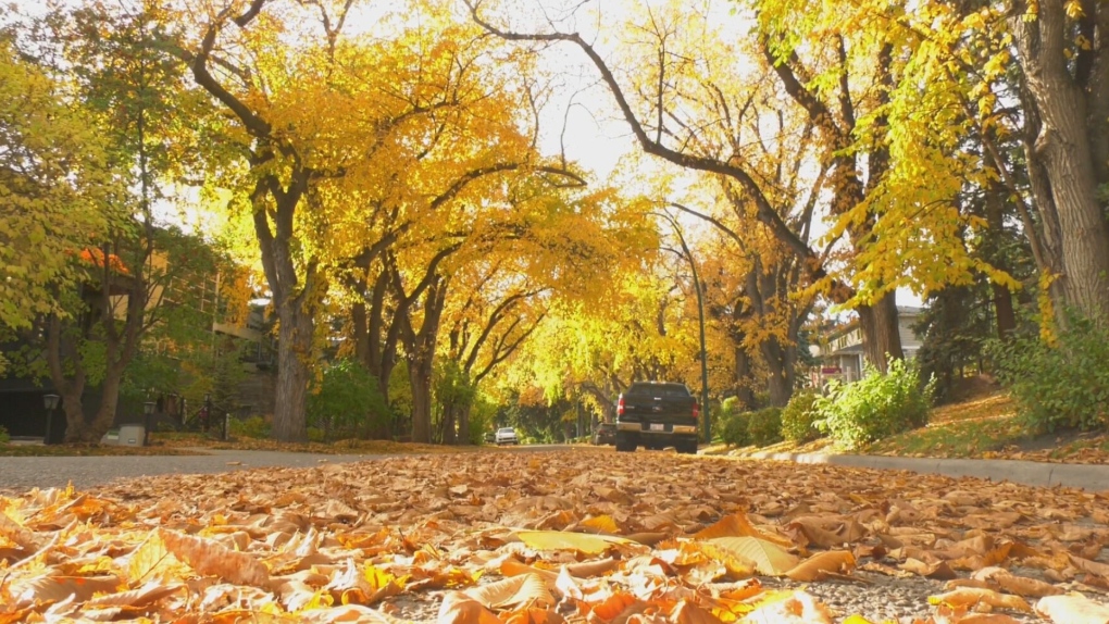 Calgary planting thousands of trees to boost urban canopy [Video]