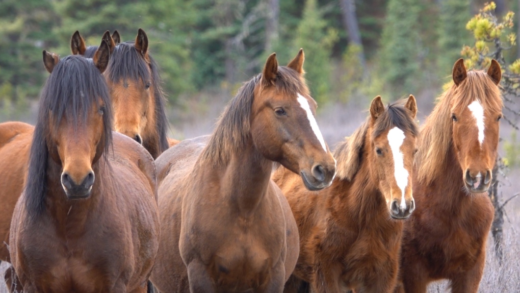 Wild horse advocates worry about Alberta’s plans to thin herds [Video]