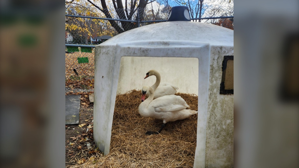 Otis and Ophelia pack it in for the winter at home in Elora [Video]