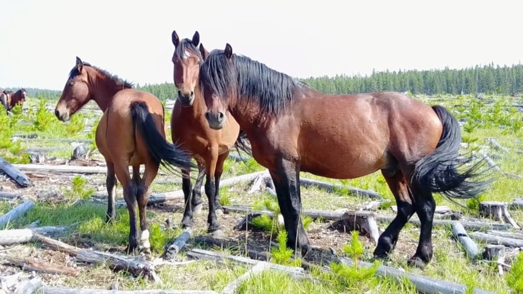 Alberta wild horses: Group fights to save species years after cull [Video]