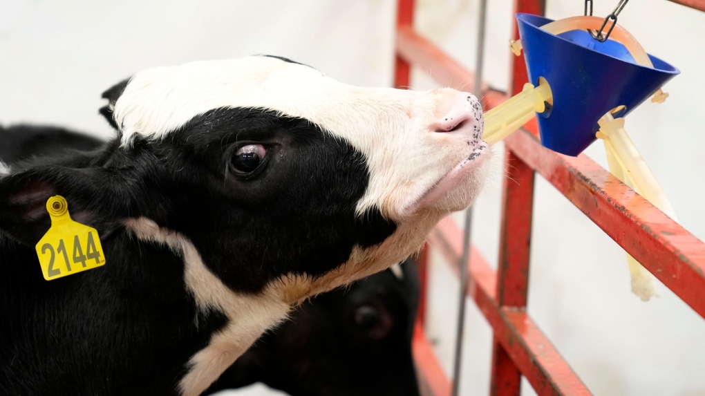 Bird flu infections in dairy workers went undetected: study [Video]