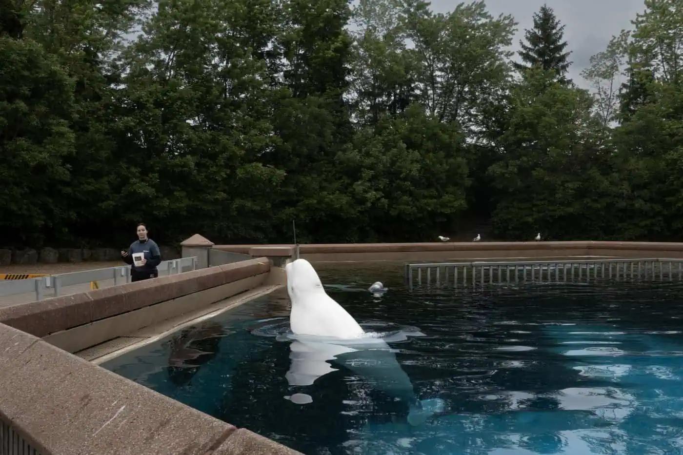 Another whale dies at Marineland in Niagara Falls, Ontario [Video]