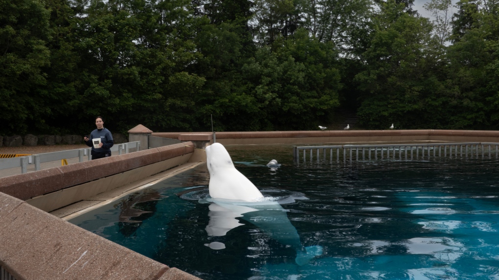 Marineland beluga whale dies, Ontario says water quality is ‘acceptable’ [Video]