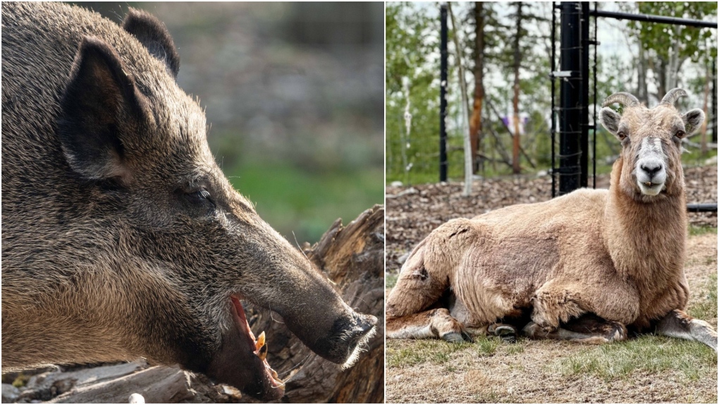 Calgary Zoo deaths: bighorn sheep Callie, wild boar Willbur [Video]