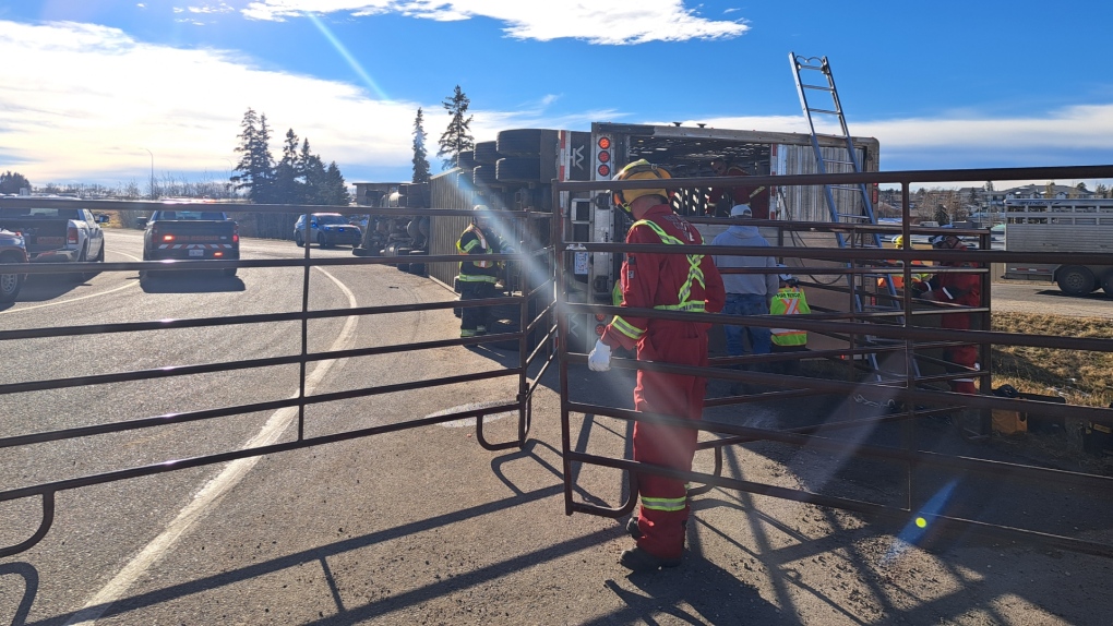 Cows killed in rollover near Innisfail, Alta. [Video]