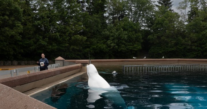 Marineland beluga whale deaths not related to water quality: province [Video]