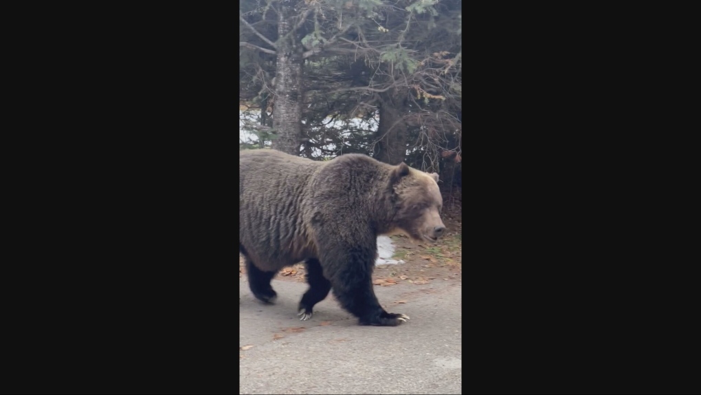 The Boss: Banff grizzly bear samples crab apples in backyard [Video]