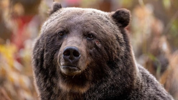 Massive grizzly bear known as ‘The Boss’ spotted in Canmore area [Video]