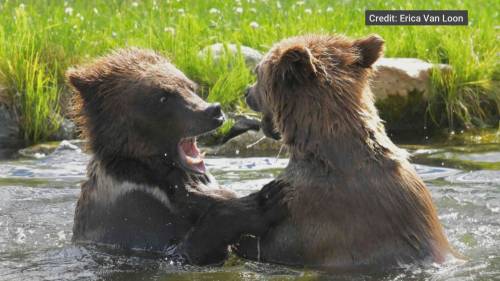 Questions over killing of orphaned grizzly cubs on First Nation land [Video]