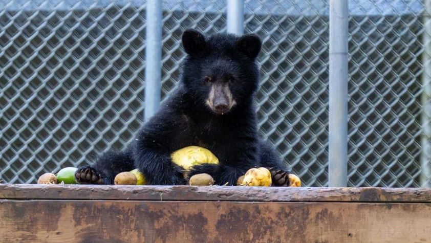 Documentary highlights plight of B.C. wildlife with behind-the-scenes look at rehabilitation centre [Video]