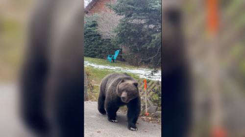 The Boss reminding Canmore residents to remain bear aware [Video]