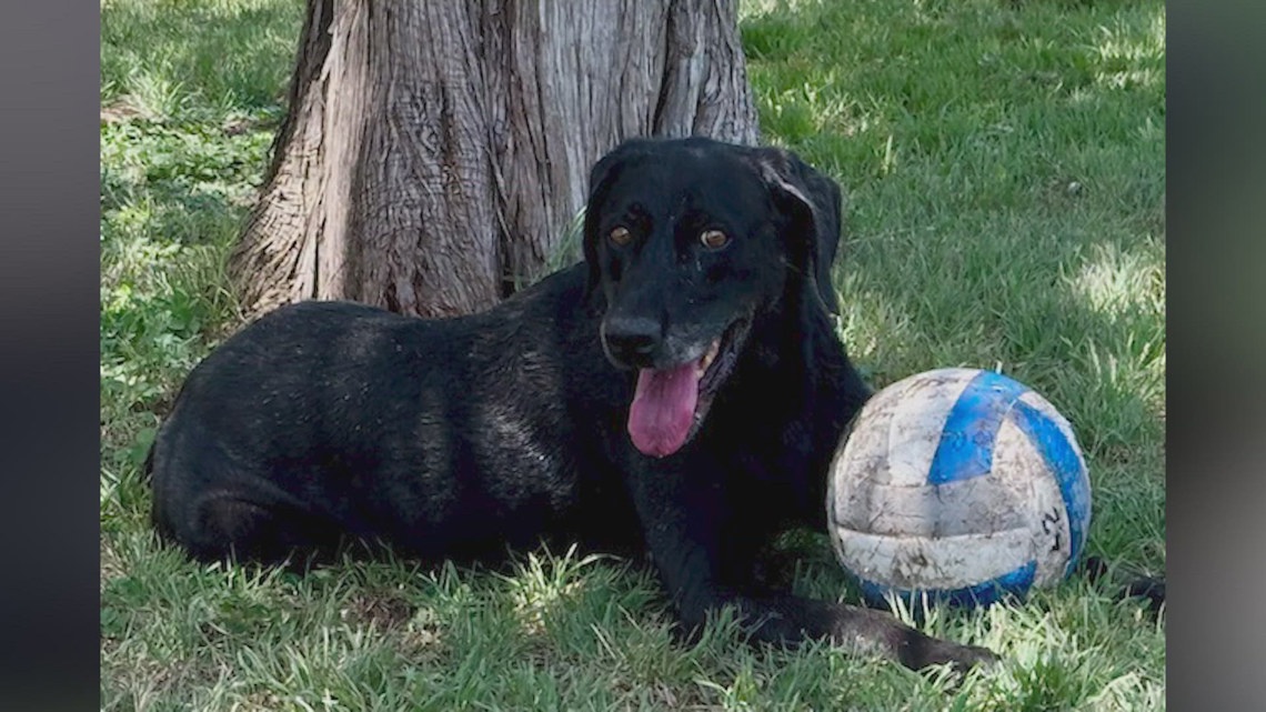 Labrador named Bullet surrendered by owner who said he was ‘too old’ | Forgotten Friends [Video]