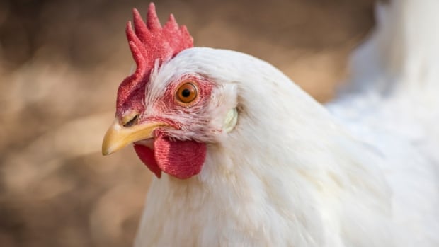 B.C. investigating 1st presumptive human avian flu case caught in Canada [Video]